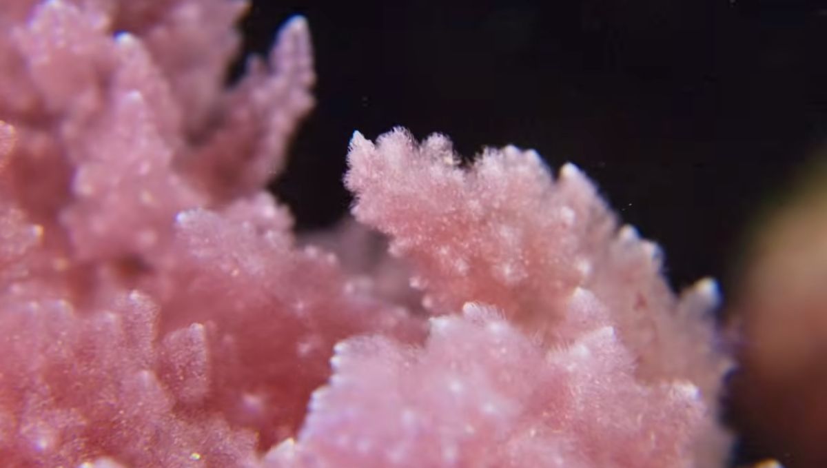 Asparagopsis, an invasive red alga, growing on the Mediterranean seabed