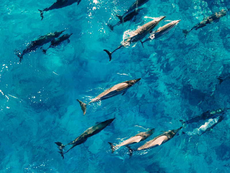 Aerial view of a pod of bottlenose dolphins swimming in turquoise Maltese water