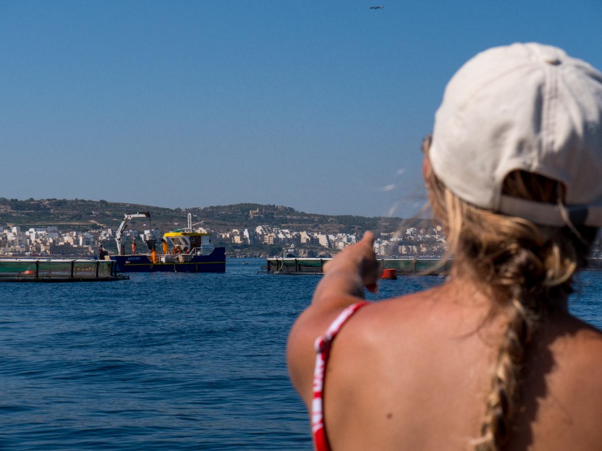 Researcher observing an aquaculture pen