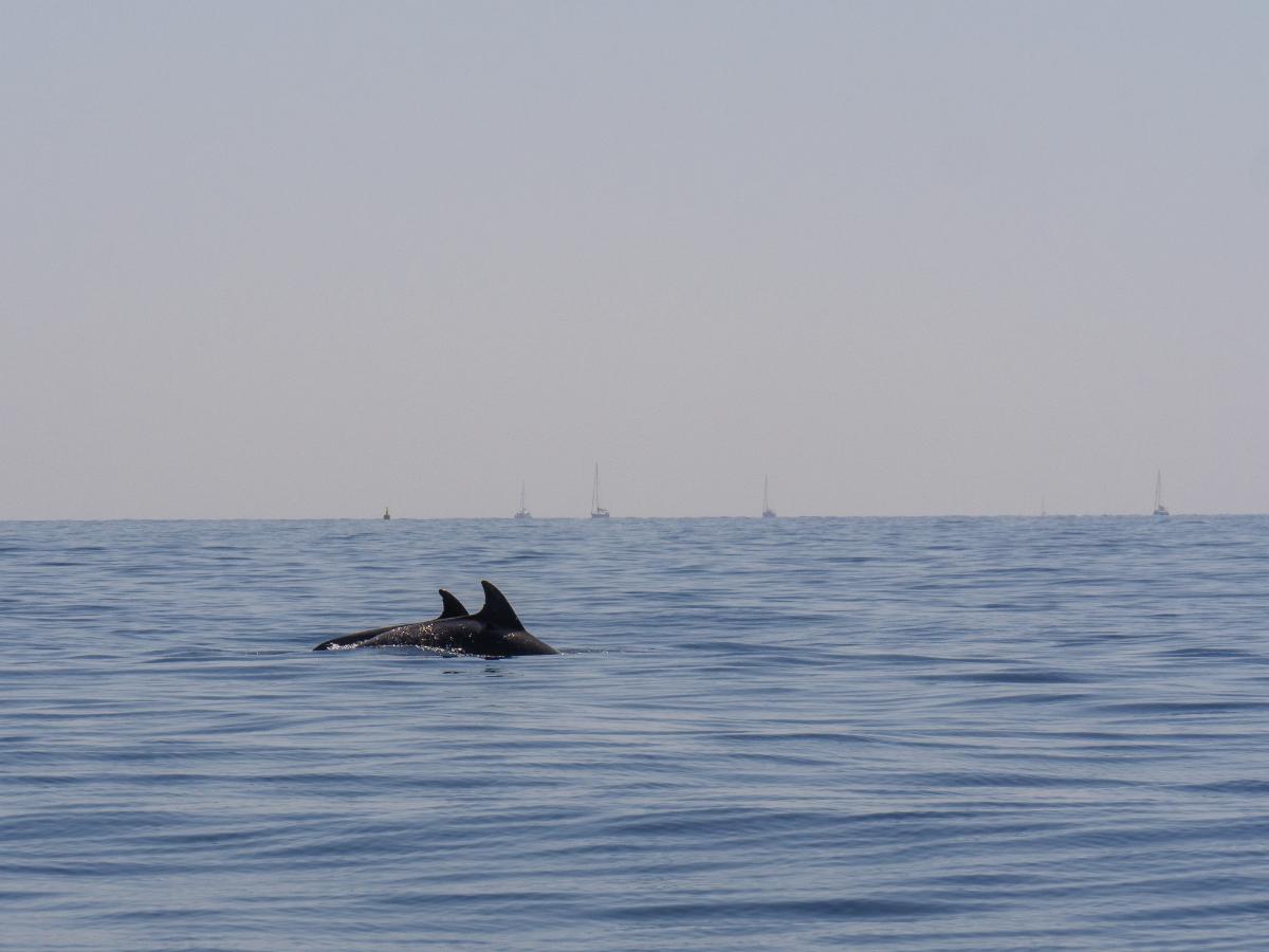 Dolphin fins breaking the surface