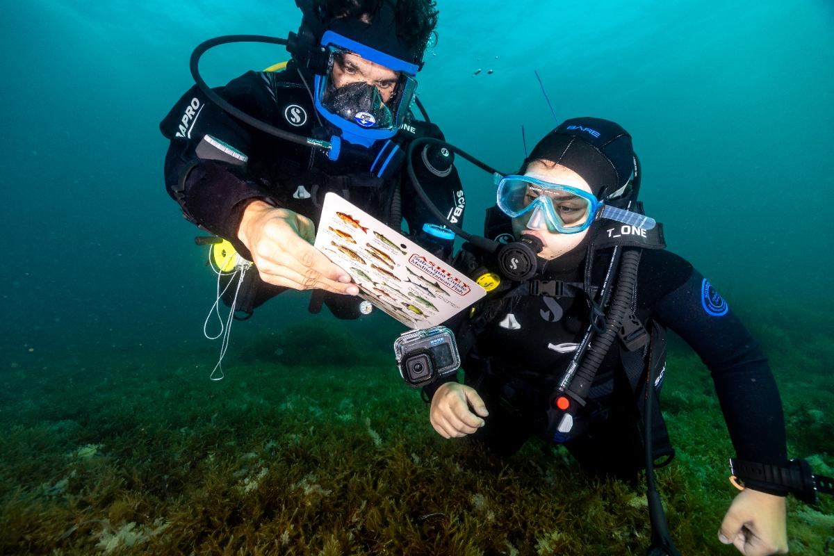 Divers consulting a Mediterranean fish identification guide underwater