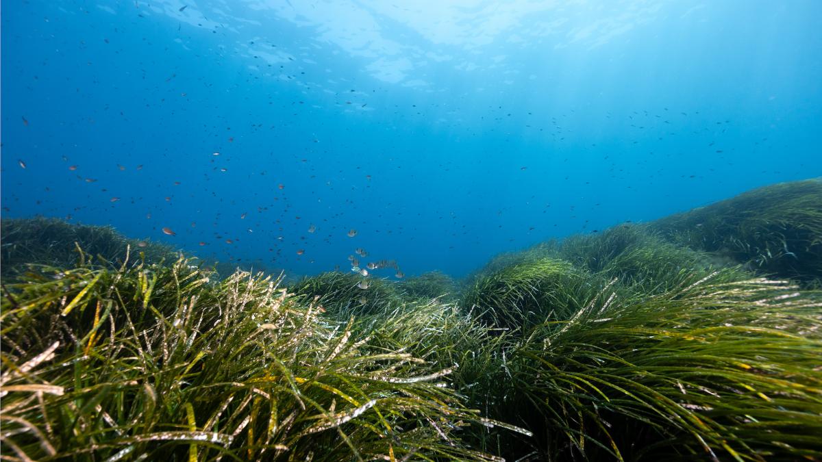 Posidonia seagrass meadow with fish overhead