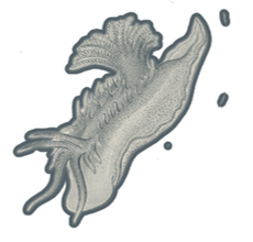 Engraving of a nudibranch