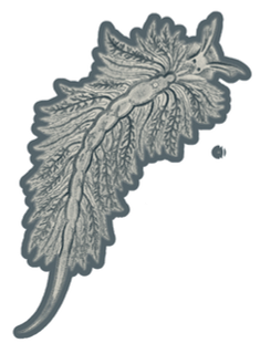 Scientific engraving of a Mediterranean nudibranch sea slug