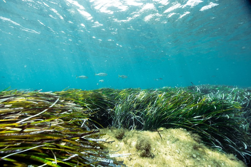 Sunlit Posidonia seagrass meadow in clear Mediterranean water