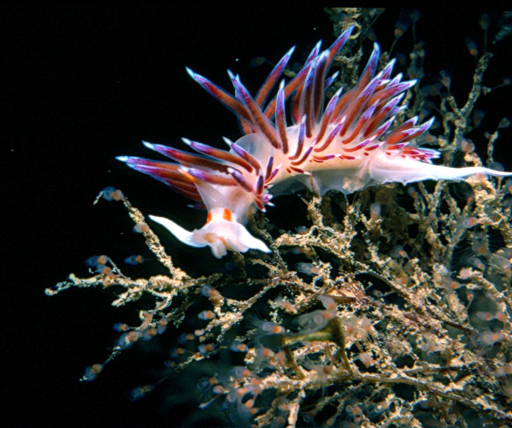 Cratena peregrina in the Mediterranean