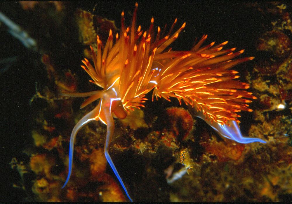 Dondice banyulensis in the Mediterranean