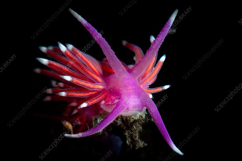 Edmundsella pedata in the Mediterranean