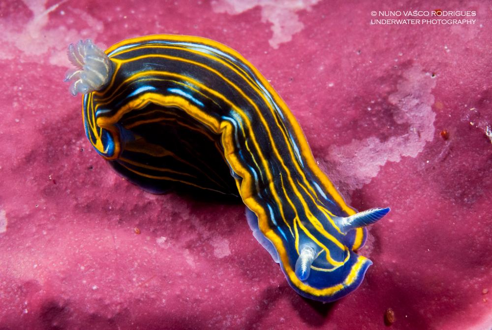 Felimare picta in the Mediterranean