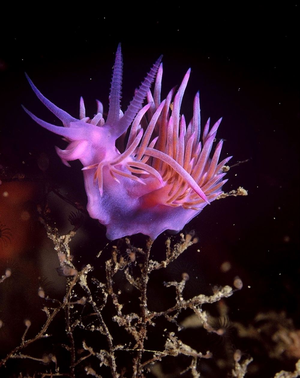 Flabellina affinis in the Mediterranean