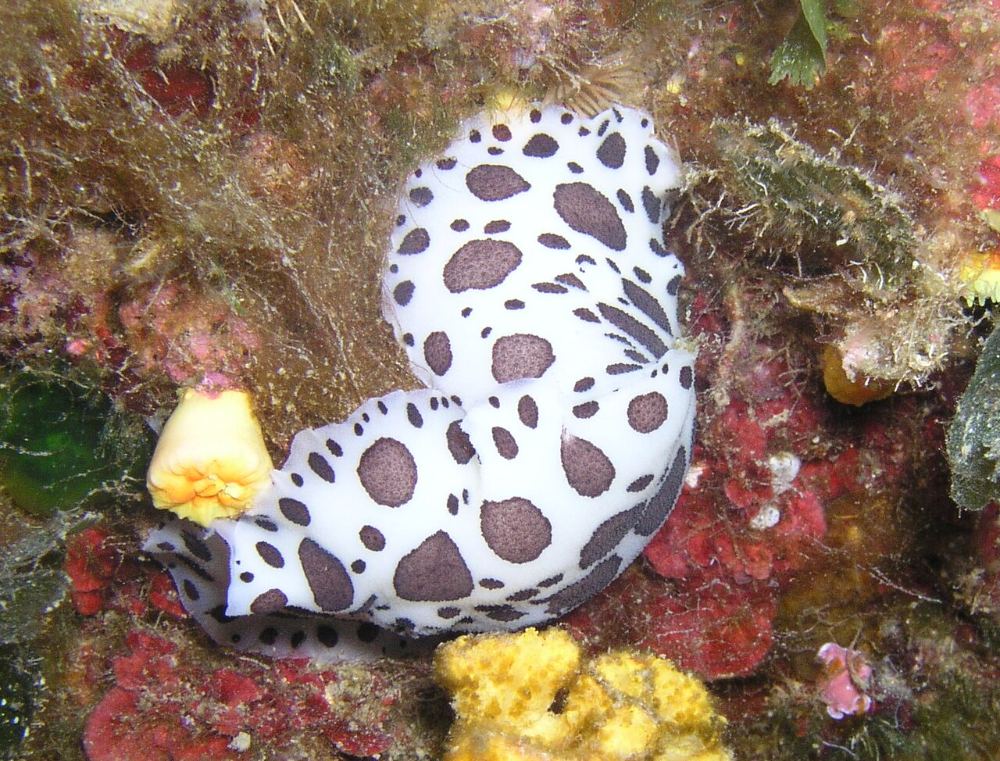 Peltodoris atromaculata in the Mediterranean