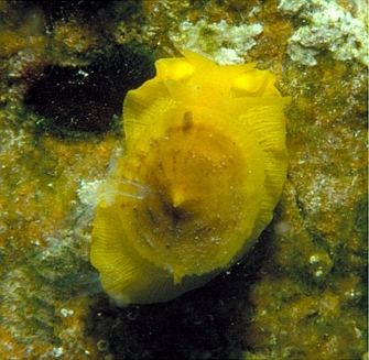 Tylodina perversa in the Mediterranean