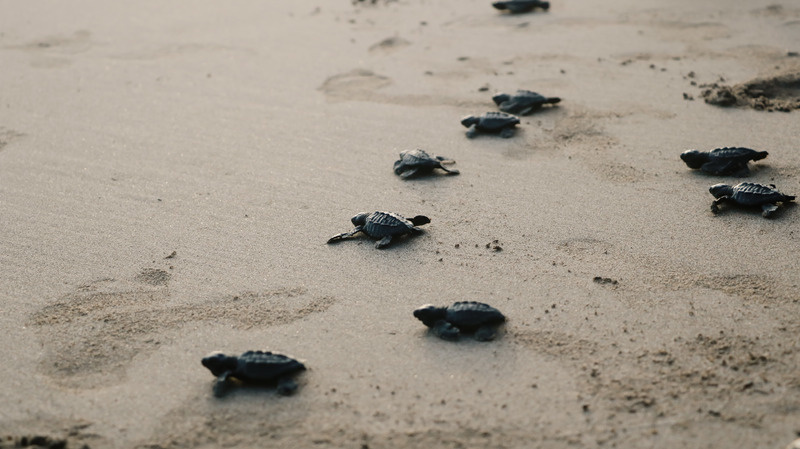 Loggerhead sea turtle hatchlings crossing the sand toward the sea at dusk